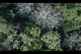 A-kdo-ochrani-motyly-Ariel-shot-woods.jpg