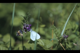 A-kdo-ochrani-motyly-Butterfly.jpg