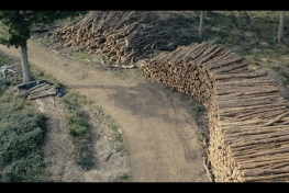 A-kdo-ochrani-motyly-Drone-shot-wood-pile.jpg