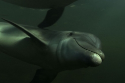 dolphin-2-result.jpg